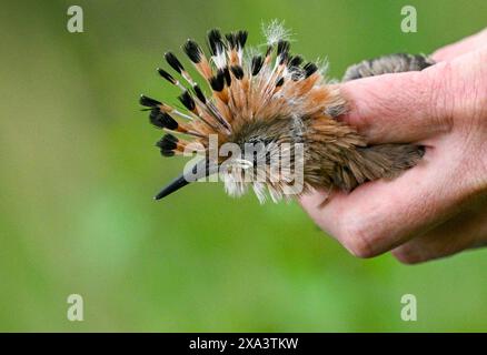 Brandeburgo, Germania. 4 giugno 2024. Brandeburgo, Germania. 4 giugno 2024, Brandeburgo, Wustermark/OT Elstal: I giovani uccelli Hoopoe sono attualmente in fase di ingaggio e pesatura nella riserva naturale Döberitzer Heide di Sielmann. Qualche settimana prima del previsto, l'hoopoe è volato nei suoi terreni di allevamento nel Brandeburgo. qui sono state installate 25 scatole di nidificazione. Mentre 14 giovani uccelli sono stati registrati tre anni fa nella Heath di Döberitz, ad esempio, dove sono state installate 25 scatole di nidificazione, CE n'erano già 56 l'anno scorso. L'hoopoe ha bisogno di aree calde e asciutte con bassa vegetazione, che il Brandeburgo He Foto Stock