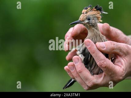 Brandeburgo, Germania. 4 giugno 2024. Brandeburgo, Germania. 4 giugno 2024, Brandeburgo, Wustermark/OT Elstal: I giovani uccelli Hoopoe sono attualmente in fase di ingaggio e pesatura nella riserva naturale Döberitzer Heide di Sielmann. Qualche settimana prima del previsto, l'hoopoe è volato nei suoi terreni di allevamento nel Brandeburgo. qui sono state installate 25 scatole di nidificazione. Mentre 14 giovani uccelli sono stati registrati tre anni fa nella Heath di Döberitz, ad esempio, dove sono state installate 25 scatole di nidificazione, CE n'erano già 56 l'anno scorso. L'hoopoe ha bisogno di aree calde e asciutte con bassa vegetazione, che il Brandeburgo He Foto Stock