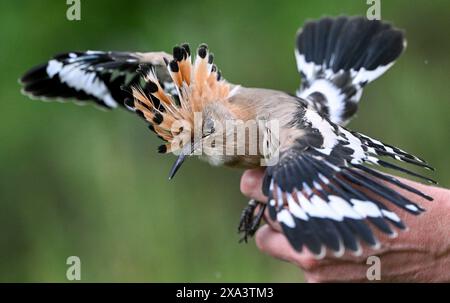 Brandeburgo, Germania. 4 giugno 2024. Brandeburgo, Germania. 4 giugno 2024, Brandeburgo, Wustermark/OT Elstal: I giovani uccelli Hoopoe sono attualmente in fase di ingaggio e pesatura nella riserva naturale Döberitzer Heide di Sielmann. Qualche settimana prima del previsto, l'hoopoe è volato nei suoi terreni di allevamento nel Brandeburgo. qui sono state installate 25 scatole di nidificazione. Mentre 14 giovani uccelli sono stati registrati tre anni fa nella Heath di Döberitz, ad esempio, dove sono state installate 25 scatole di nidificazione, CE n'erano già 56 l'anno scorso. L'hoopoe ha bisogno di aree calde e asciutte con bassa vegetazione, che il Brandeburgo He Foto Stock