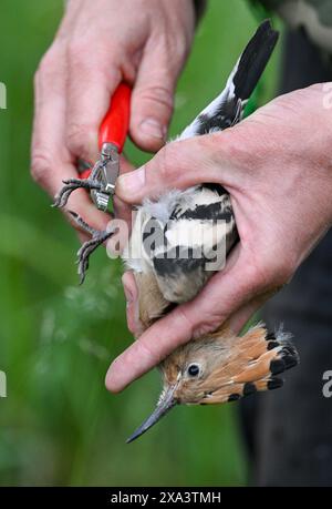 Brandeburgo, Germania. 4 giugno 2024. Brandeburgo, Germania. 4 giugno 2024, Brandeburgo, Wustermark/OT Elstal: Un giovane uccello hoopoe viene inanellato nella riserva naturale Döberitzer Heide di Sielmann. Qualche settimana prima del previsto, l'hoopoe è volato nei suoi terreni di allevamento nel Brandeburgo. qui sono state installate 25 scatole di nidificazione. Mentre 14 giovani uccelli sono stati registrati tre anni fa nella Heath di Döberitz, ad esempio, dove sono state installate 25 scatole di nidificazione, CE n'erano già 56 l'anno scorso. L'hoopoe ha bisogno di aree calde e asciutte con bassa vegetazione, che le brughiere del Brandeburgo offrono. Intorno ad ha Foto Stock