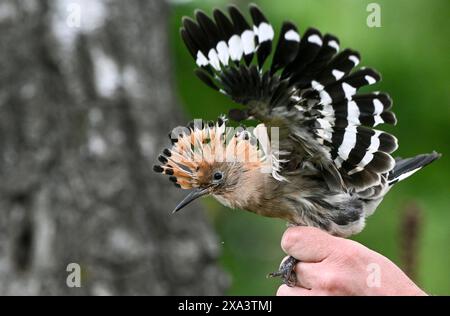 Brandeburgo, Germania. 4 giugno 2024. Brandeburgo, Germania. 4 giugno 2024, Brandeburgo, Wustermark/OT Elstal: I giovani uccelli Hoopoe sono attualmente in fase di ingaggio e pesatura nella riserva naturale Döberitzer Heide di Sielmann. Qualche settimana prima del previsto, l'hoopoe è volato nei suoi terreni di allevamento nel Brandeburgo. qui sono state installate 25 scatole di nidificazione. Mentre 14 giovani uccelli sono stati registrati tre anni fa nella Heath di Döberitz, ad esempio, dove sono state installate 25 scatole di nidificazione, CE n'erano già 56 l'anno scorso. L'hoopoe ha bisogno di aree calde e asciutte con bassa vegetazione, che il Brandeburgo He Foto Stock