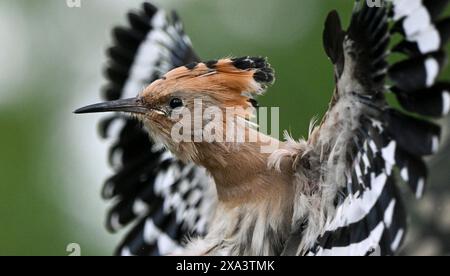 Brandeburgo, Germania. 4 giugno 2024. Brandeburgo, Germania. 4 giugno 2024, Brandeburgo, Wustermark/OT Elstal: I giovani uccelli Hoopoe sono attualmente in fase di ingaggio e pesatura nella riserva naturale Döberitzer Heide di Sielmann. Qualche settimana prima del previsto, l'hoopoe è volato nei suoi terreni di allevamento nel Brandeburgo. qui sono state installate 25 scatole di nidificazione. Mentre 14 giovani uccelli sono stati registrati tre anni fa nella Heath di Döberitz, ad esempio, dove sono state installate 25 scatole di nidificazione, CE n'erano già 56 l'anno scorso. L'hoopoe ha bisogno di aree calde e asciutte con bassa vegetazione, che il Brandeburgo He Foto Stock