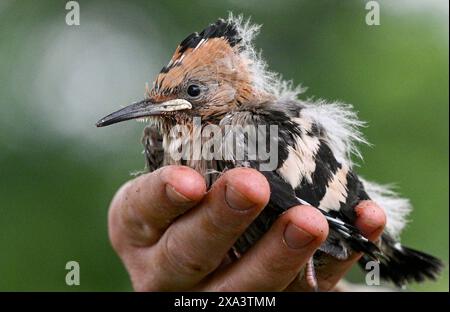 Brandeburgo, Germania. 4 giugno 2024. Brandeburgo, Germania. 4 giugno 2024, Brandeburgo, Wustermark/OT Elstal: I giovani uccelli Hoopoe sono attualmente in fase di ingaggio e pesatura nella riserva naturale Döberitzer Heide di Sielmann. Qualche settimana prima del previsto, l'hoopoe è volato nei suoi terreni di allevamento nel Brandeburgo. qui sono state installate 25 scatole di nidificazione. Mentre 14 giovani uccelli sono stati registrati tre anni fa nella Heath di Döberitz, ad esempio, dove sono state installate 25 scatole di nidificazione, CE n'erano già 56 l'anno scorso. L'hoopoe ha bisogno di aree calde e asciutte con bassa vegetazione, che il Brandeburgo He Foto Stock