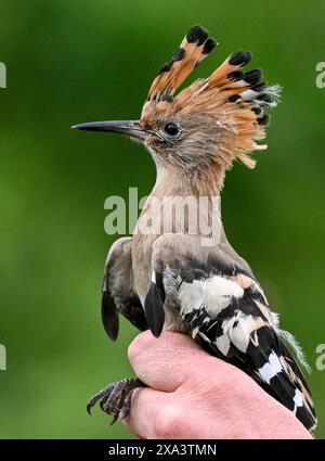 Brandeburgo, Germania. 4 giugno 2024. Brandeburgo, Germania. 4 giugno 2024, Brandeburgo, Wustermark/OT Elstal: I giovani uccelli Hoopoe sono attualmente in fase di ingaggio e pesatura nella riserva naturale Döberitzer Heide di Sielmann. Qualche settimana prima del previsto, l'hoopoe è volato nei suoi terreni di allevamento nel Brandeburgo. qui sono state installate 25 scatole di nidificazione. Mentre 14 giovani uccelli sono stati registrati tre anni fa nella Heath di Döberitz, ad esempio, dove sono state installate 25 scatole di nidificazione, CE n'erano già 56 l'anno scorso. L'hoopoe ha bisogno di aree calde e asciutte con bassa vegetazione, che il Brandeburgo He Foto Stock