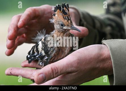 Brandeburgo, Germania. 4 giugno 2024. Brandeburgo, Germania. 4 giugno 2024, Brandeburgo, Wustermark/OT Elstal: I giovani uccelli Hoopoe sono attualmente in fase di ingaggio e pesatura nella riserva naturale Döberitzer Heide di Sielmann. Qualche settimana prima del previsto, l'hoopoe è volato nei suoi terreni di allevamento nel Brandeburgo. qui sono state installate 25 scatole di nidificazione. Mentre 14 giovani uccelli sono stati registrati tre anni fa nella Heath di Döberitz, ad esempio, dove sono state installate 25 scatole di nidificazione, CE n'erano già 56 l'anno scorso. L'hoopoe ha bisogno di aree calde e asciutte con bassa vegetazione, che il Brandeburgo He Foto Stock