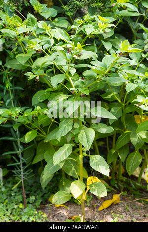 Schwarze Tollkirsche Atropa belladonna im historischen Apothekergarten neben der Klosterruine Heilig Kreuz, Meißen, Sachsen, Deutschland *** Black bel Foto Stock