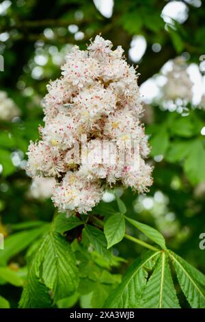 Fiori comuni di castagno a cavallo in un albero. Aesculus Hippocastanum. Foto Stock