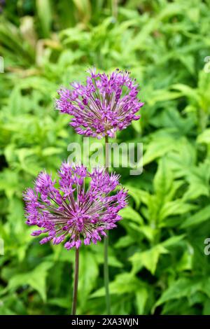 Splendido fiore di cipolla gigante viola, Allium Giganteum. Foto Stock