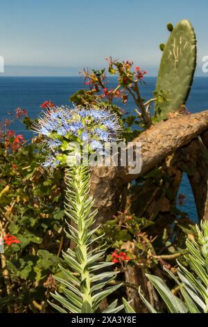 Orgoglio di Madeira - Echium candicans Foto Stock