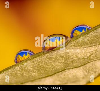 Primo piano di tre gocce di rugiada formate su una foglia con riflessi di girasole all'interno delle gocce Foto Stock