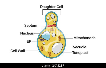 Illustrazione vettoriale dettagliata della struttura delle cellule di lievito per l'educazione alla microbiologia e alla biotecnologia su sfondo bianco. Illustrazione Vettoriale