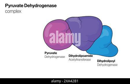 Illustrazione vettoriale dettagliata del complesso piruvato deidrogenasi per biochimica, biologia molecolare e formazione sul metabolismo su sfondo bianco. Illustrazione Vettoriale