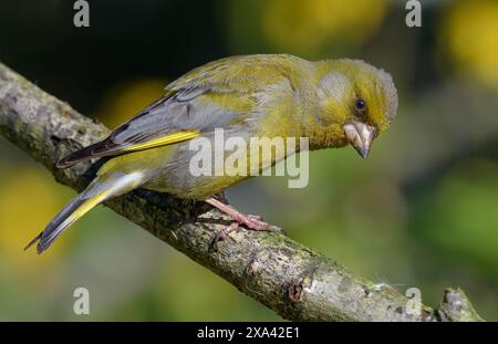 Maschio europeo Greenfinch (Chloris chloris) seduto su un piccolo ramo dall'aspetto antico con sfondo giallo-verde Foto Stock