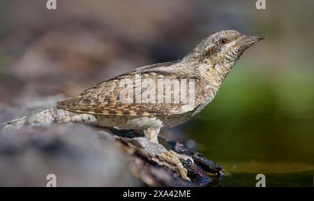 Colletto eurasiatico (jynx torquilla) seduto su una corteccia bagnata vicino allo stagno d'acqua alla luce del mattino presto Foto Stock