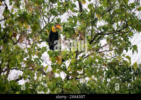 Hornbill ruvido - Rhabdotorrhinus corrugatus, grande e bellissimo uccello iconico con becco colorato proveniente dalle foreste tropicali del sud-est asiatico, rive Kinabatangan Foto Stock