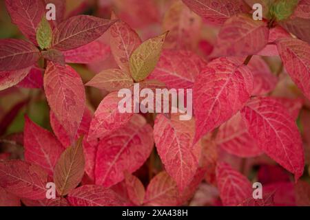 Foglie rosse luminose su sfondo verde. Splendido sfondo d'autunno. Spiraea Japonica primo piano. Foto Stock
