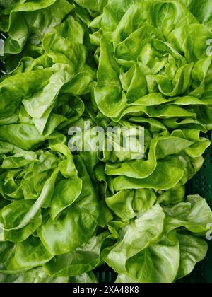 Vista dall'alto ravvicinata delle foglie di lattuga verde al burro Foto Stock