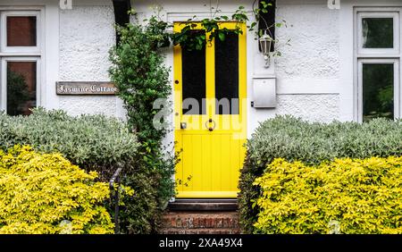 Vecchio cottage a South Harting, West Sussex, con porta d'ingresso gialla luminosa con gelsomino che cresce intorno ad esso e pareti bianche. Foto Stock