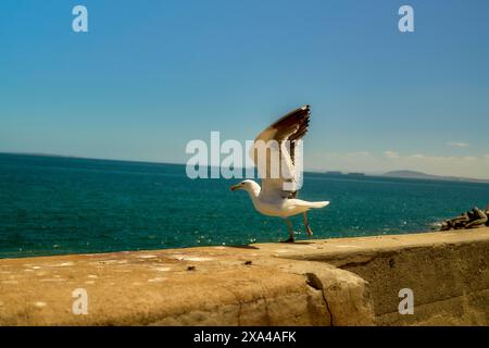 Un gabbiano è arroccato su una sporgenza in cemento sul mare, con le sue ali spalmate come se si preparasse a prendere il volo. Foto Stock