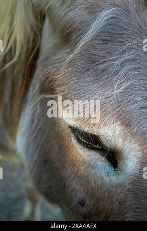Primo piano del volto di un cavallo grigio, con dettagli come la criniera, l'occhio e la consistenza della pelliccia chiaramente visibili. Foto Stock