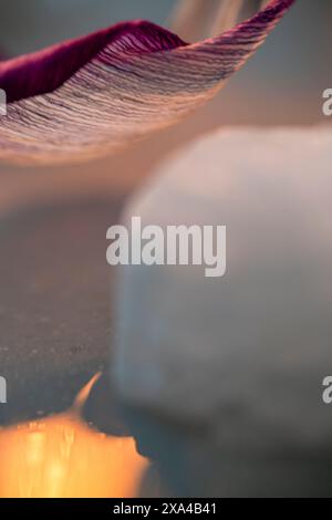 Immagine ravvicinata di un petalo di tulipano con un caldo effetto bokeh sullo sfondo, che evidenzia la trama fine e la sfumatura di colore del petalo. Foto Stock