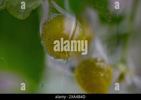 L'immagine presenta un primo piano di due fragole che emergono attraverso un avvolgimento traslucido, con gocce d'acqua che accentuano la loro consistenza su uno sfondo verde sfocato. Foto Stock