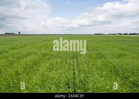 MIDWOLDA - in alcuni punti il paesaggio di Oldambt diventa un po' blu. Appaiono i primi fiori blu del lino. Una trama di lino alla luce del mattino nella prima fase della fioritura nel paesaggio di Groninga. Midwolda, Oldambt, Groningen, Paesi Bassi. ANP / Hollandse Hoogte / Marcel Berendsen netherlands Out - belgium Out Foto Stock