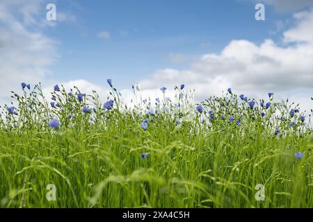 MIDWOLDA - in alcuni punti il paesaggio di Oldambt diventa un po' blu. Appaiono i primi fiori blu del lino. Una trama di lino alla luce del mattino nella prima fase della fioritura nel paesaggio di Groninga. Midwolda, Oldambt, Groningen, Paesi Bassi. ANP / Hollandse Hoogte / Marcel Berendsen netherlands Out - belgium Out Foto Stock