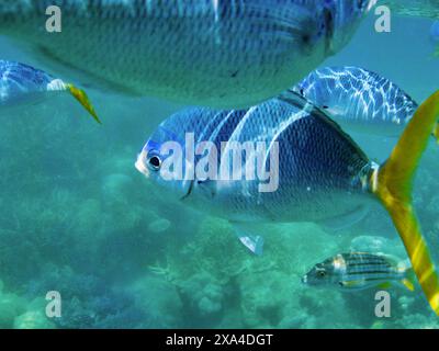 Una colorata scena subacquea che mostra vari pesci che nuotano tra le barriere coralline. Foto Stock