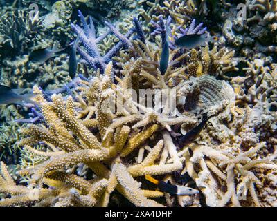 Una vivace scena subacquea che mostra una varietà di specie di coralli duri con pesci intervallati che nuotano tra loro. Foto Stock