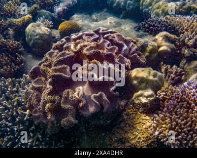 Una vivace scena subacquea che mostra una varietà di coralli con texture intricate. Foto Stock