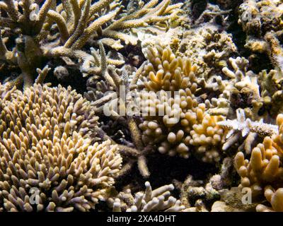 Una vivace scena subacquea che mostra una varietà di specie di corallo con texture e forme intricate nel loro habitat naturale. Foto Stock