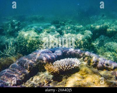 Vista subacquea che mostra una vibrante barriera corallina con una varietà di formazioni coralline e piante marine, mostrando un ecosistema biodiversificato. Foto Stock