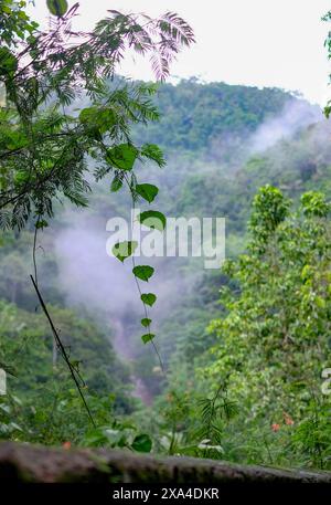 Il verde fogliame si staglia su uno sfondo di montagna nebbioso e boscoso, con un vitigno a forma di cuore in primo piano. Foto Stock