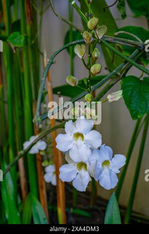 Un gruppo di fiori di orchidea bianca in fiore, con gemme chiuse e gambi verdi simili a bambù sullo sfondo. Foto Stock