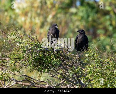 Carrion Crow (Corvus corone) Foto Stock