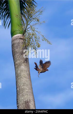 Ruficeps Chachalaca Ortalis con testa di castagno che volano da una palma reale, bacino amazzonico, Brasile, Sud America Copyright: G&MxTherin-Weise 1131-2044 Foto Stock