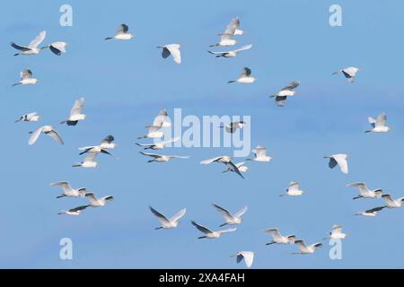 Flock of Western Cattle Egrets Bubulcus ibis, Amazon Basin, Brasile, Sud America Copyright: G&MxTherin-Weise 1131-2047 DATA RECORD NON DICHIARATA Foto Stock