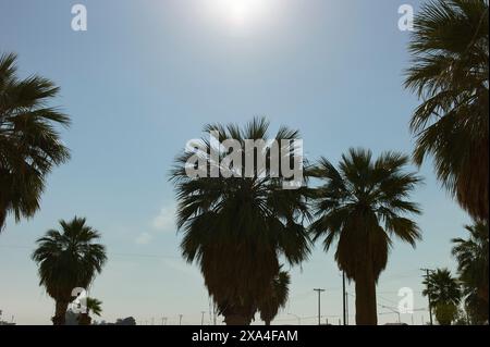 Sagome di palme contro un cielo azzurro limpido con il sole che splende attraverso le fronde. Foto Stock