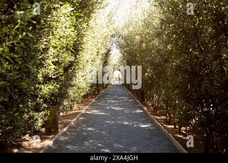 Un tranquillo sentiero fiancheggiato da lussureggianti alberi verdi sotto un cielo luminoso e soleggiato. Foto Stock