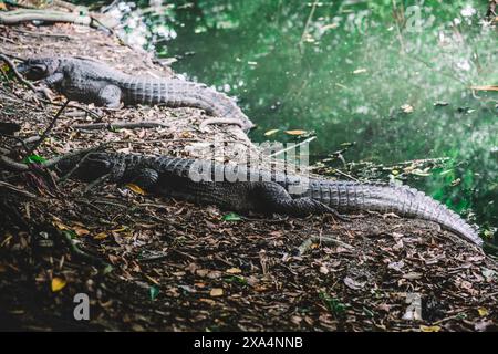 Due imponenti alligatori adagiati sulla sponda di un fiume, circondati da una fitta vegetazione, in un habitat naturale a Recreio dos Bandeirantes, R. Foto Stock