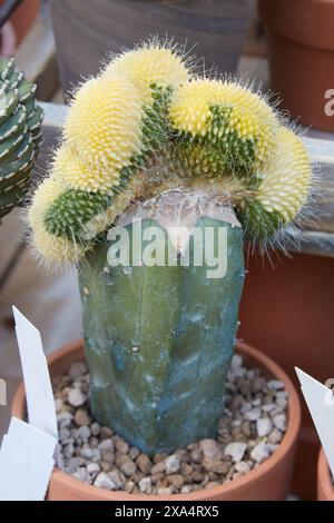 Mammillaria spinosissima variegata, cactus spinosi pinguette nei colori verde e giallo Foto Stock