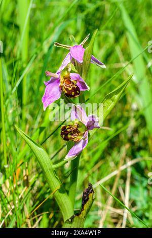 Orchidea delle api (Ophrys apifera) - sud-Touraine, Indre-et-Loire (37), Francia. Foto Stock