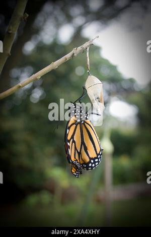 Farfalla monarca che emerge dalla sua crisalide, appesa su un ramo con uno sfondo verde naturale. Foto Stock