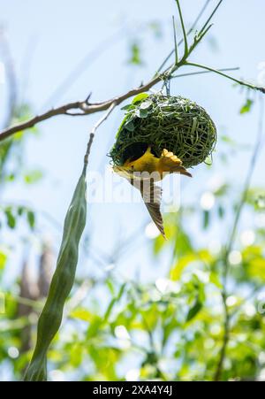 Vitelline Masked Weavers, Ploceus vitellinus che costruisce un nido su una filiale nel sud dell'Etiopia. Foto Stock