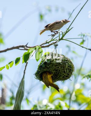 Vitelline Masked Weavers, Ploceus vitellinus che costruisce un nido su una filiale nel sud dell'Etiopia. Foto Stock