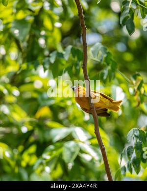 Vitelline Masked Weaver, Ploceus vitellinus su una filiale nel sud dell'Etiopia. Foto Stock