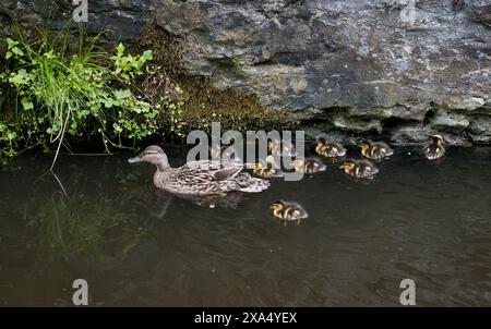 A Mallard Duck e i suoi anatroccoli, visti sul ramo di Springs del Leeds-Liverpool Canal, Skipton, North Yorkshire. Foto Stock