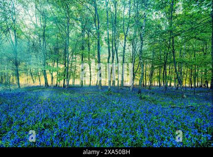 La luce del sole filtra attraverso una lussureggiante foresta con un tappeto di campanelli che ricoprono il terreno. Foto Stock