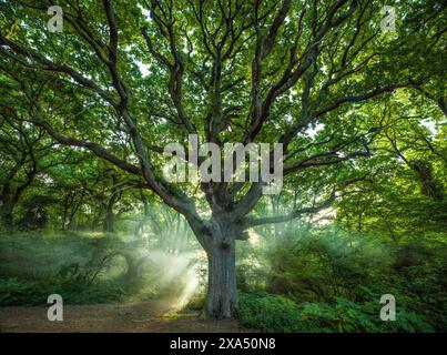 La luce del sole filtra tra tra i rami di un maestoso albero in una lussureggiante foresta verde, gettando i raggi eterei e creando una scena tranquilla. Foto Stock